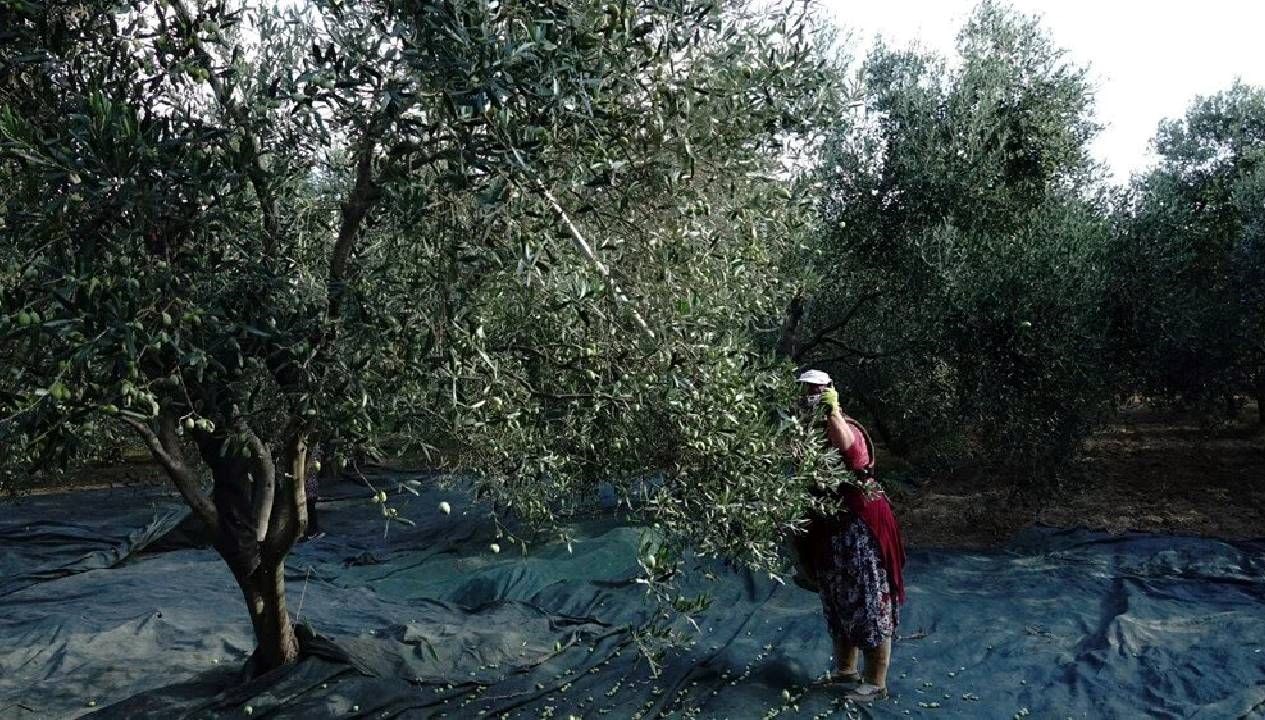 yok yili zeytinyagi fiyatlari artiyor IXOKXkp9