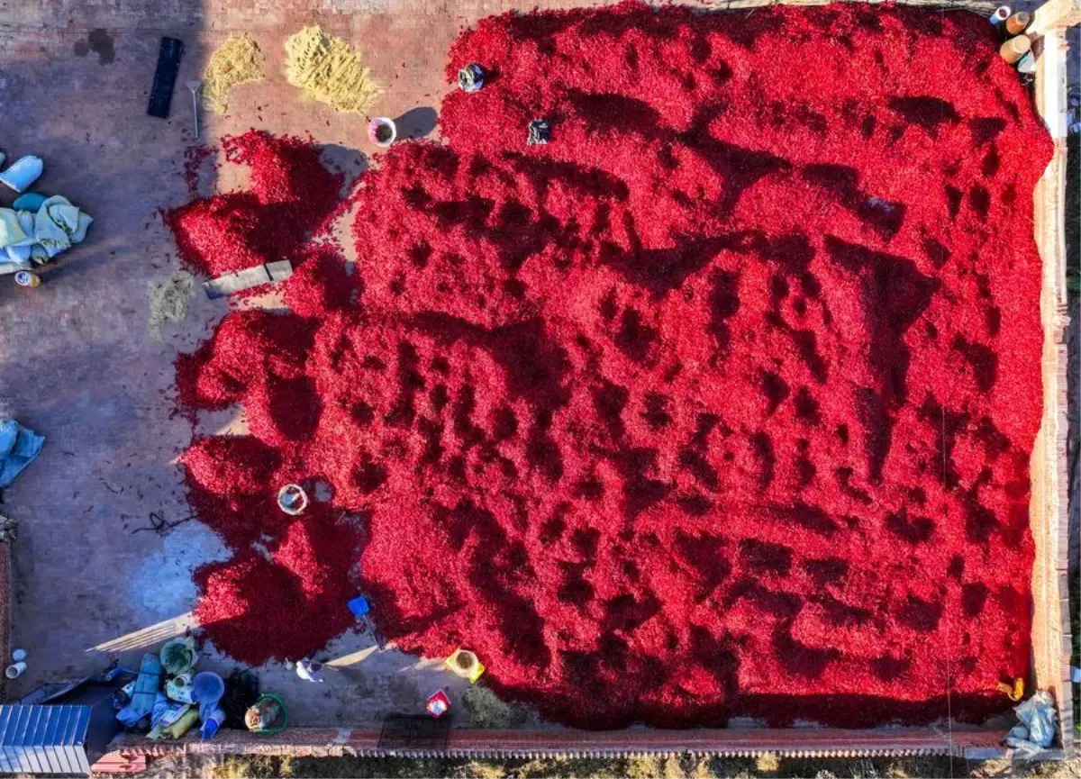 biber hasadi basladi JPCV79hZ.jpg