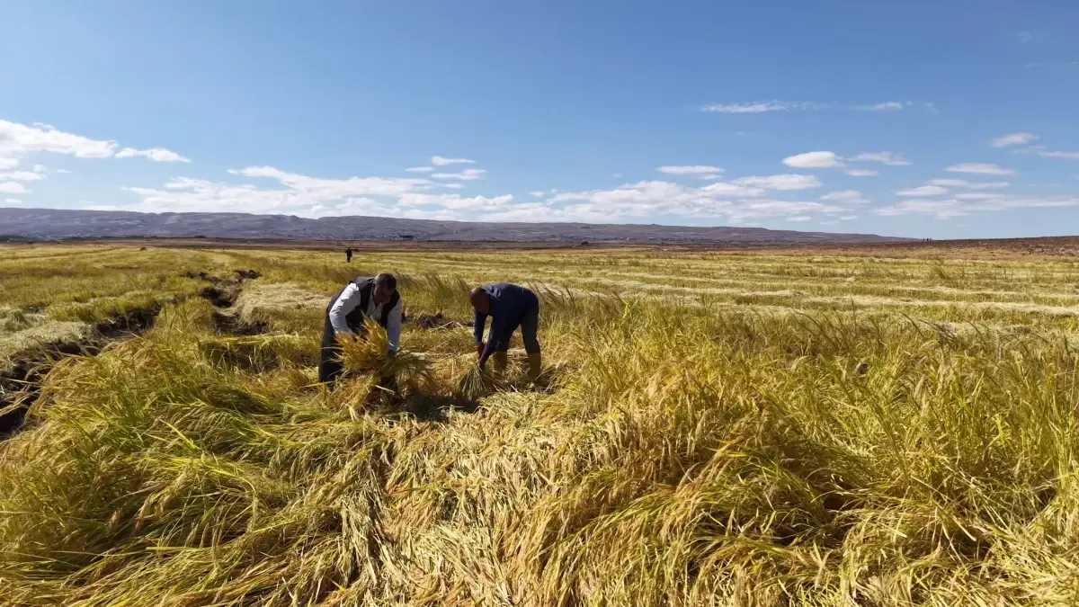diyarbakirli is insanlari organik pirinc uretimine basladi uHHqP61J