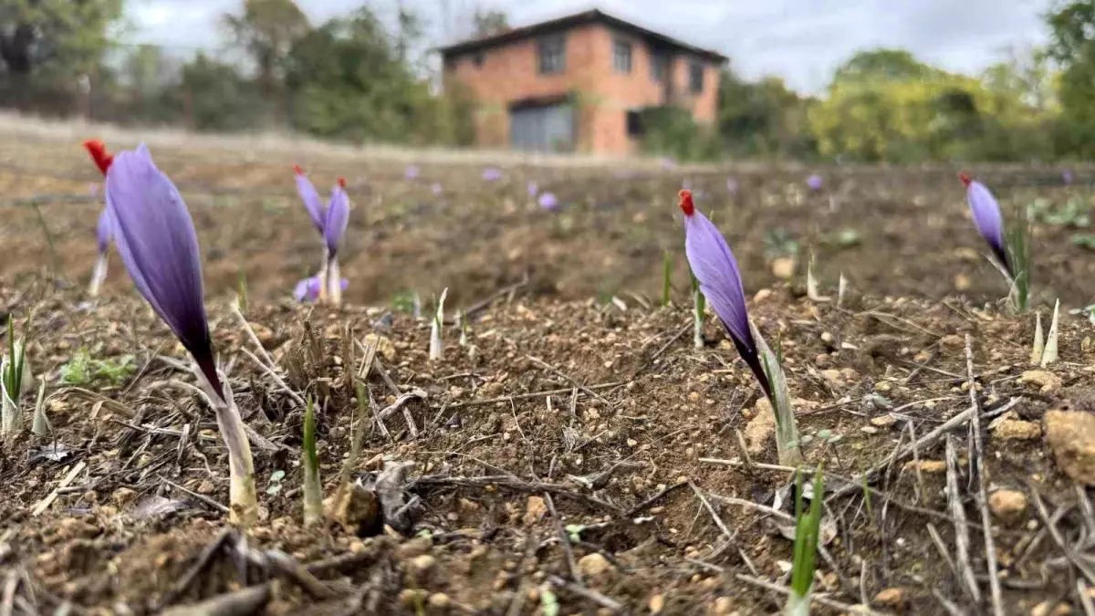 karabukte dunyanin en pahali baharati safran erken cicek acti gexCSWXJ.jpg
