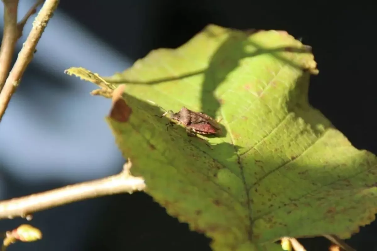 tarim ve orman bakanligi kahverengi kokarcaya karsi harekete gecti eSTCeuu4.jpg
