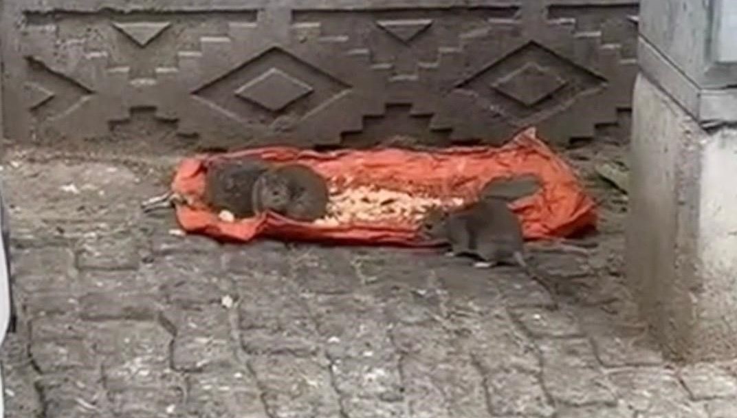 tekirdagda fareler sokaklari basti vdJSHzp5.jpg