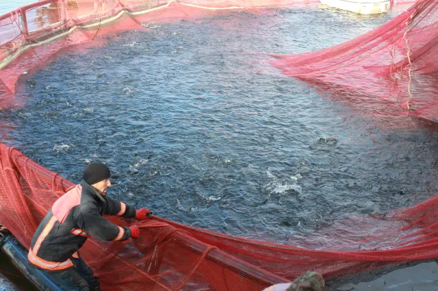 Üretici Adnan Yılmaz fotoğrafı