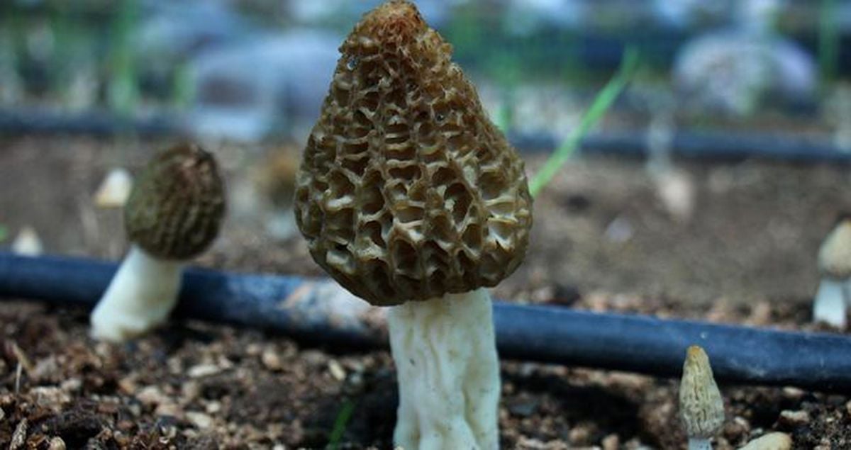 Kuzugöbeği Mantarı: Fiyatı, Yetişme Alanları, Sezonu ve Sağlık Faydaları Nelerdir?