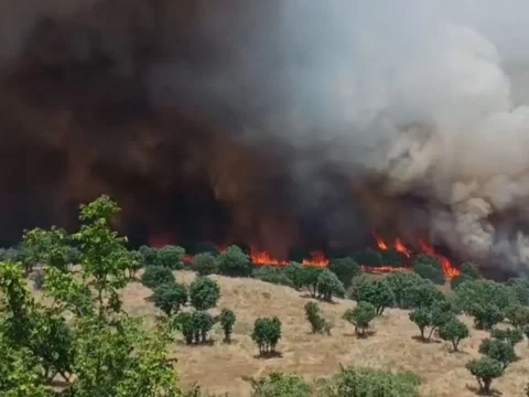 Diyarbakirda 2 ayda cikan yanginlarda 100 bin hektar alan zarar gordu T8sbh82L