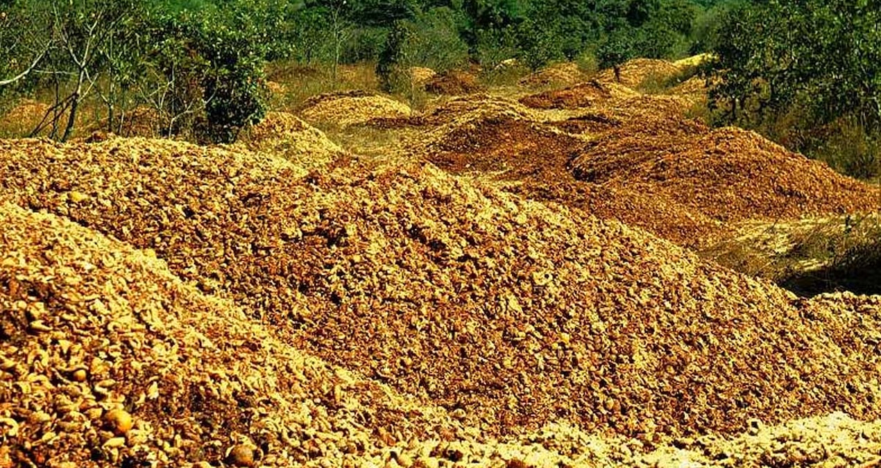 12 bin ton portakal kabuğunu kamyon kasalarıyla toprağa döküp gittiler
